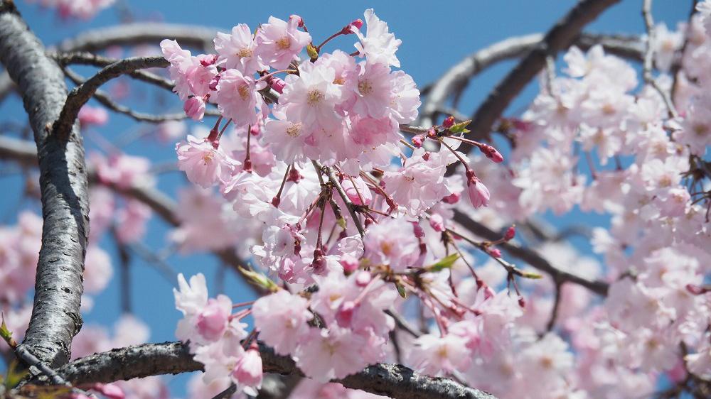 桜